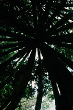 Guatemala
