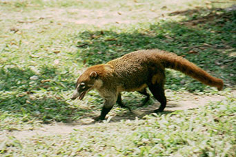 Guatemala
