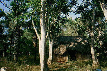 Messico