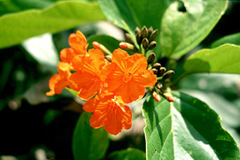Messico