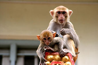 Myanmar (ex Birmania)