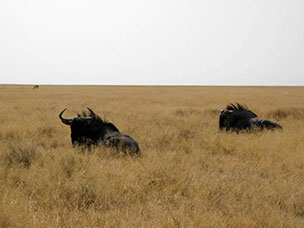 Namibia