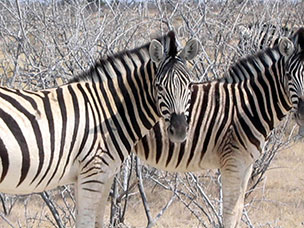 Namibia