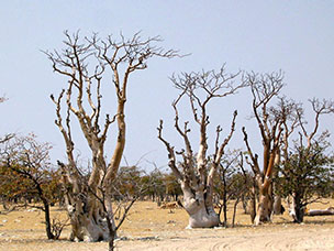 Namibia