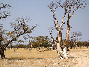 Namibia