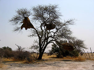Namibia