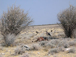 Namibia