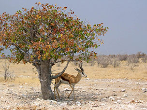 Namibia
