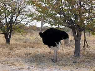 Namibia