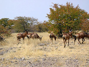 Namibia
