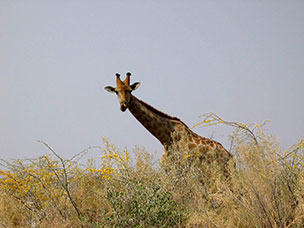 Namibia