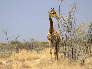 Namibia