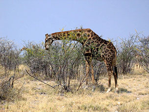 Namibia