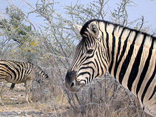 Namibia