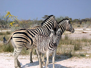 Namibia