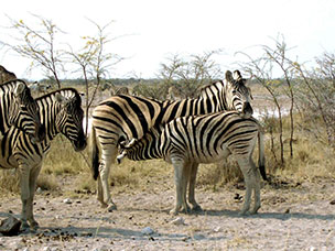 Namibia