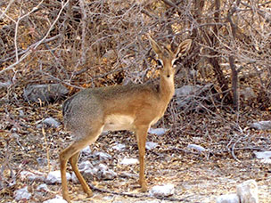 Namibia