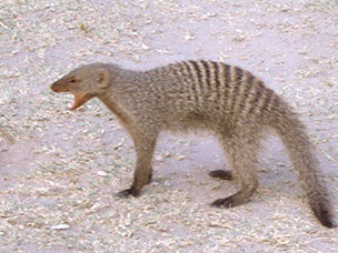 Namibia