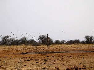 Namibia