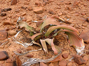 Namibia