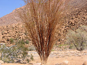 Namibia