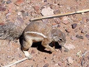 Namibia