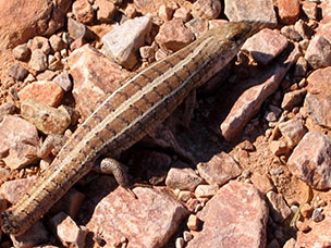 Namibia