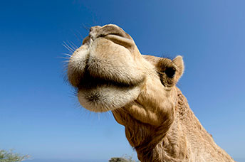 Oman