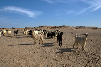 Oman