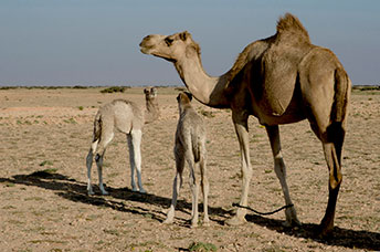 Oman