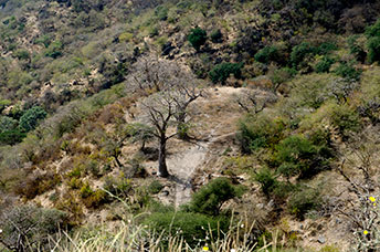 Oman