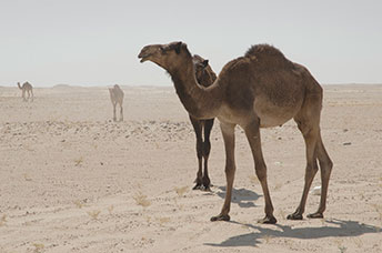 Oman