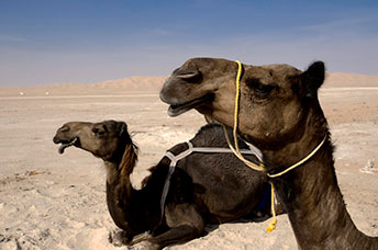 Oman