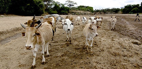 Etiopia (Omo river)