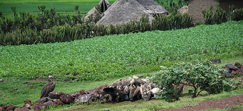 Etiopia (Omo river)