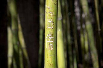 Pechino