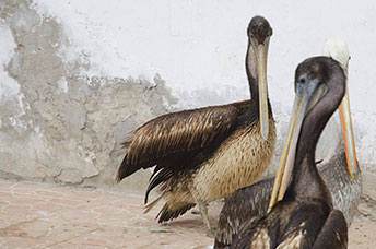 Perù