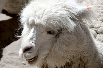 Perù