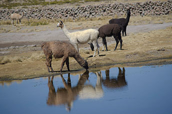 Perù