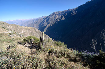 Perù