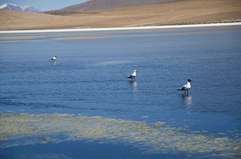 Bolivia