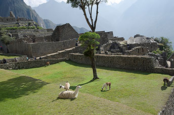 Perù