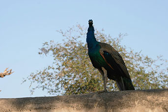 Rajasthan