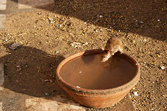 Rajasthan