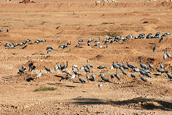 Rajasthan