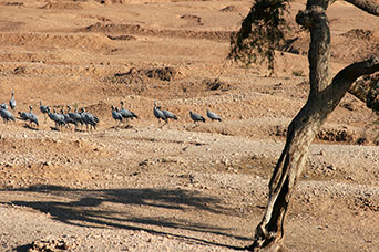 Rajasthan