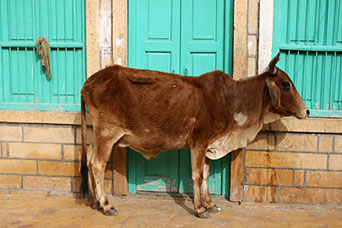 Rajasthan