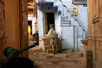 Rajasthan