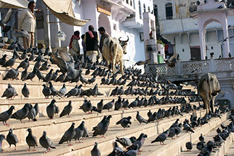 Rajasthan