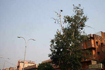 Rajasthan